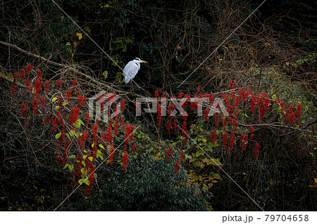 ブドウのような赤い実を大量に実らせたイイギリの木の枝に止まるアオサギ 79704658