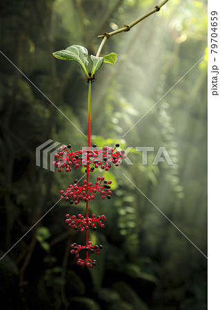 サンゴノボタンの段々になった赤や黒の小さな実に木漏れ日が光のシャワーになって降り注ぐ 79704659