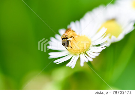 アカガネコハナバチ アカガネコハナバチ 79705472