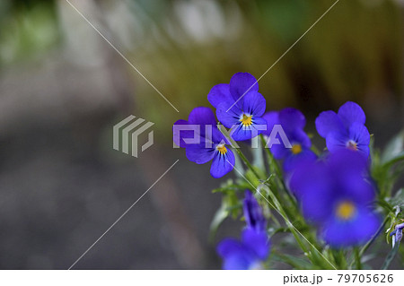 Night violet tricolor close-up in the summer garden.Viola viola is a genus of plants in the Violaceae family Violaceae Night violet tricolor close-up in the summer garden.Viola viola is a genus of plants in the Violaceae family Violaceae 79705626