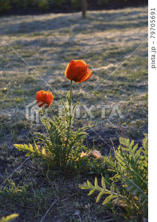 Red poppy flowers in the summer garden with bokeh 79705691