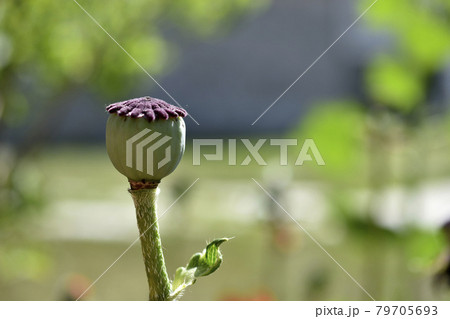 Green poppy flower box in the garden Green poppy flower box in the garden 79705693