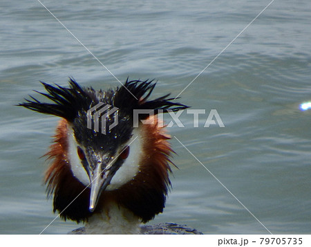 仙台市の大沼に居たカンムリカイツブリ 仙台市の大沼に居たカンムリカイツブリ 79705735