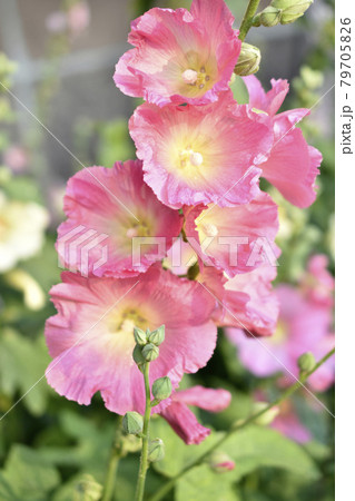 Colorful hollyhocks in the garden in summer 79705826