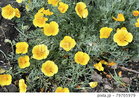 Yellow-red flowers of the Ashsholtia Poppy Papaveraceae in the greenery in summer Yellow-red flowers of the Ashsholtia Poppy Papaveraceae in the greenery in summer 79705979