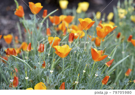 Yellow-red flowers of the Ashsholtia Poppy Papaveraceae in the greenery in summer Yellow-red flowers of the Ashsholtia Poppy Papaveraceae in the greenery in summer 79705980