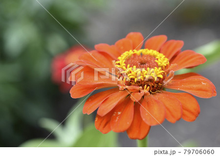 Colorful flowers of zinnia elegant in the garden 79706060