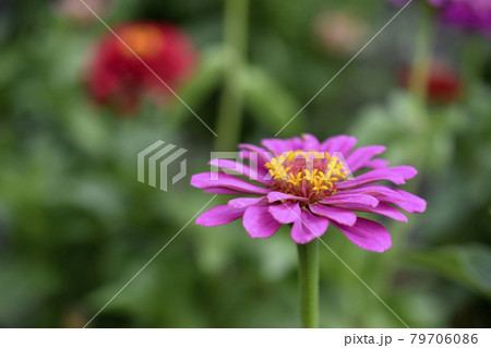 Colorful flowers of zinnia elegant in the garden 79706086