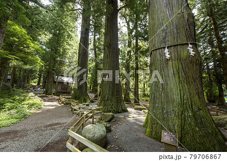 河口浅間神社 ご神木 河口浅間神社 ご神木 79706867