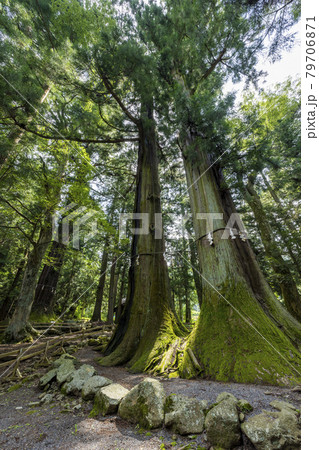 河口浅間神社　5号杉、6号杉 両柱杉 79706871