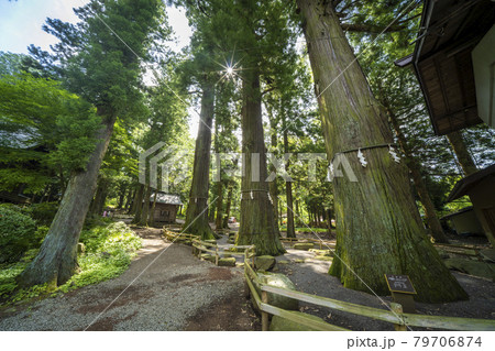 河口浅間神社 2号杉、3号杉、4号杉 79706874