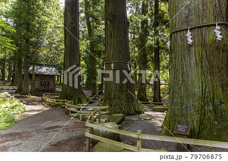 河口浅間神社　2号杉、3号杉、4号杉 79706875