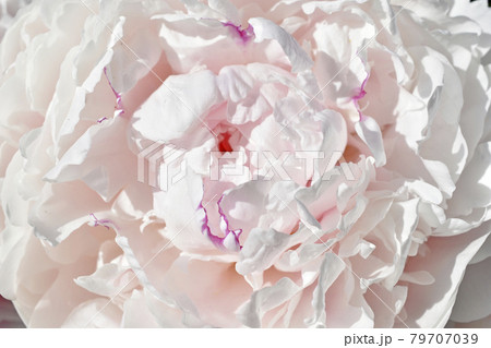Pink and white beautiful peonies close up in the garden 79707039