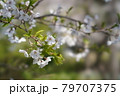 近所を散歩しながらの花見 79707375
