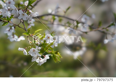 近所を散歩しながらの花見 近所を散歩しながらの花見 79707375