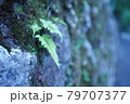 つつましやかなシダ 79707377