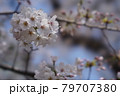 近所を散歩しながらの花見 79707380