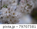 近所を散歩しながらの花見 79707381