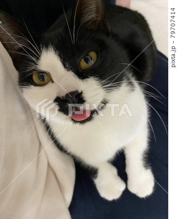 舌を出す猫 舌を出す猫 79707414