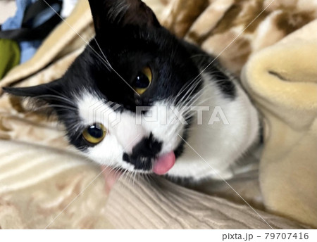 舌を出している猫 舌を出している猫 79707416