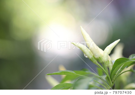 Bird's eye chili pepper plants growing  79707430