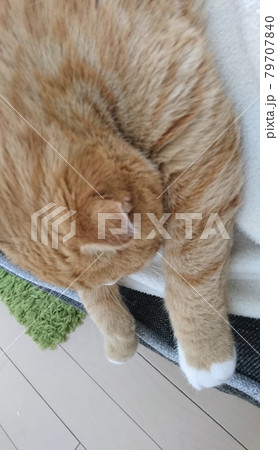 だらんと倒れる様に眠る姿がおもしろ可愛い猫の写真素材