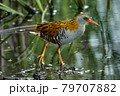 Bird - Western Water Rail ( Rallus aquaticus ) moves quickly through shallow water in thickets of reeds on an early cloudy summer morning. 79707882