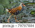 Bird - Western Water Rail ( Rallus aquaticus ) moves quickly through shallow water in thickets of reeds on an early cloudy summer morning. 79707884