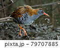 Bird - Western Water Rail ( Rallus aquaticus ) moves quickly through shallow water in thickets of reeds on an early cloudy summer morning. 79707885