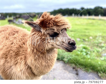 アルパカのポートレート写真 79708277