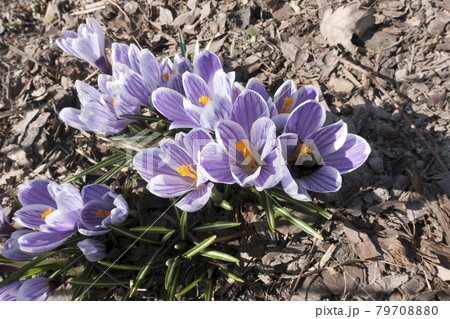 violet crocus blooms in early spring violet crocus blooms in early spring 79708880