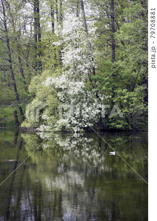 blooming bird cherry in the park is reflected in the lake blooming bird cherry in the park is reflected in the lake 79708881