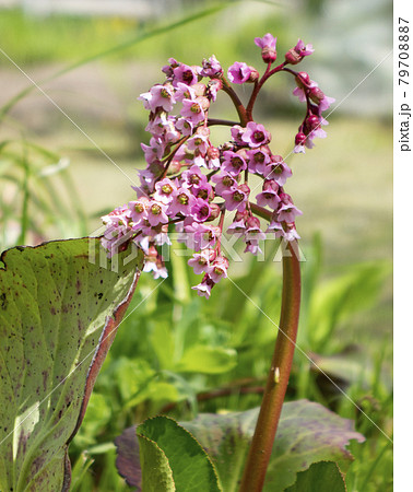 Bergenia crassifolia. Common names for the species include heart-leaved bergenia, badan, Siberian tea and Mongolian tea. Bergenia crassifolia. Common names for the species include heart-leaved bergenia, badan, Siberian tea and Mongolian tea. 79708887