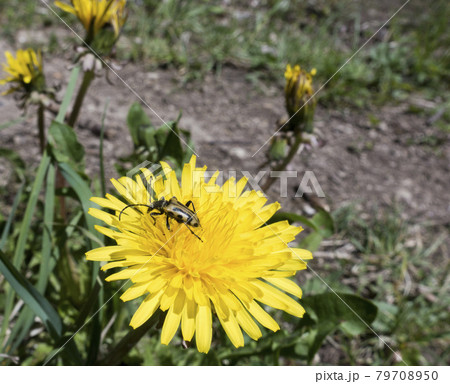 peony barbel beetle (Brachyta interrogationis) on dandelion.. 79708950