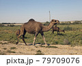 Camels go along the road. Uzbekistan.. 79709076