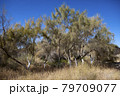 Haloxylon (saxaul) - genus of shrubs or small trees,  plant family Amaranthaceae. 79709077