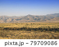 The road in the desert area of Uzbekistan. Buildings on the hill and grazing herds 79709086