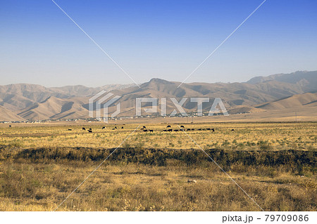 The road in the desert area of Uzbekistan. Buildings on the hill and grazing herds The road in the desert area of Uzbekistan. Buildings on the hill and grazing herds 79709086