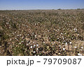 ripe cotton bolls in a field, Uzbekistan 79709087