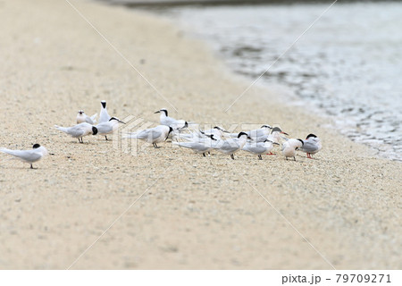 野鳥／アジサシ 79709271