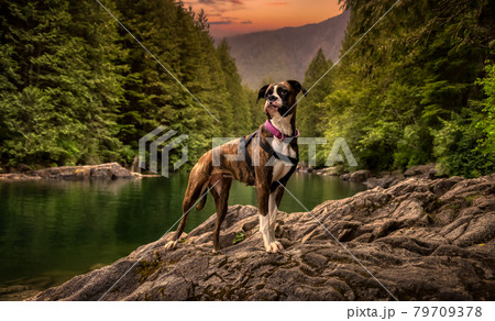 Playful and Funny Boxer Dog standing by the river Playful and Funny Boxer Dog standing by the river 79709378