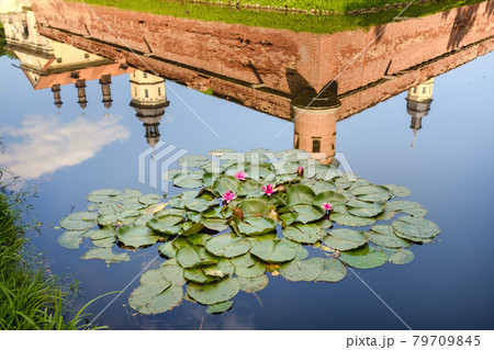 Water lily in a garden pond with a reflection of the tower of the Nesvizh castle 79709845