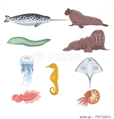 Underwater Ocean Sea Creatures amd Animals Set, Narwhal, Walrus, Jellyfish, Seahorse, Stingray, Squid Cartoon Vector Illustration 79710631