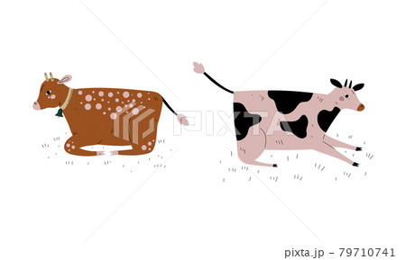 Milk Cow With Udder Grazing On Pasture As Dairy のイラスト素材