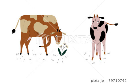 Milk Cow with Udder Grazing on Pasture as Dairy Cattle Breeding and Farming Vector Set 79710742