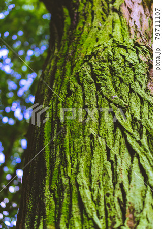 苔むした木の幹 79711107