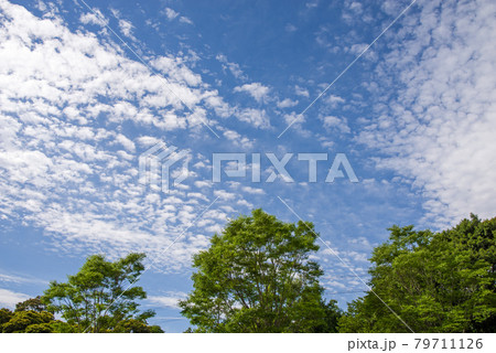 緑と青空【背景素材・風景素材】 79711126