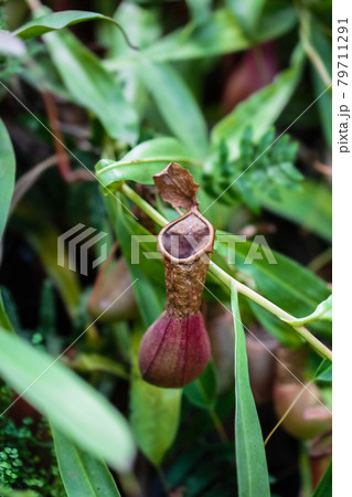 Nepenthes carnivorous tropical plant hanging from a tree in the greenhouse 79711291
