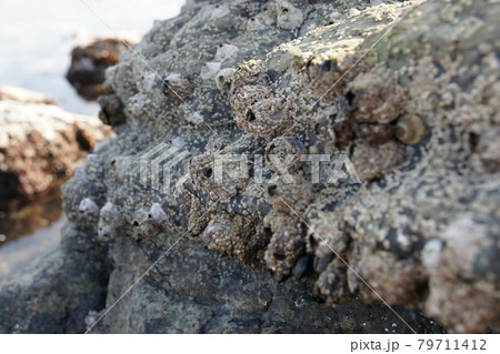 海の岩に付く貝の写真素材