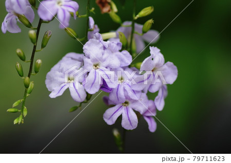 デュランタ Golden dewdrop デュランタ Golden dewdrop 79711623